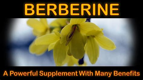 Berberine – A Powerful Supplement With Many Benefits 